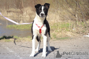 Zdjęcie №1. pies nierasowy - na sprzedaż w Москва | Bezpłatny | Zapowiedź №72053
