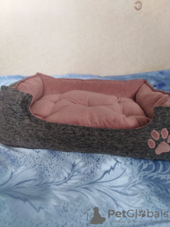 Zdjęcie №1. Łóżka (legowisko, domek, leżak) dla zwierząt, psów, kotów itp. w mieście Charków. Price - negocjowane. Zapowiedź № 9923