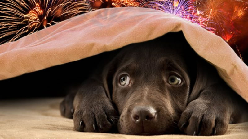 Pies boi się fajerwerków