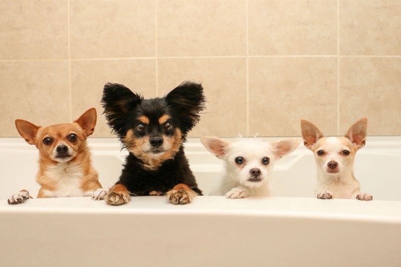 dogs in bath