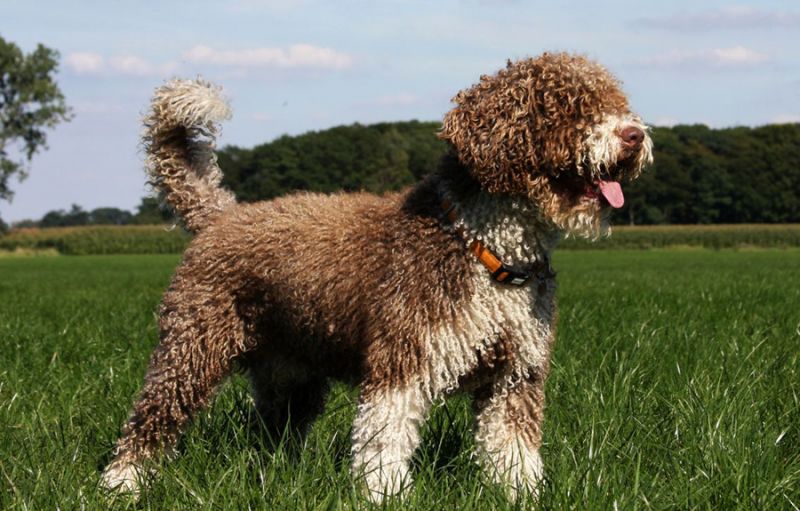 Spanish Water Dog