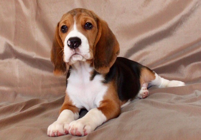 Beagle