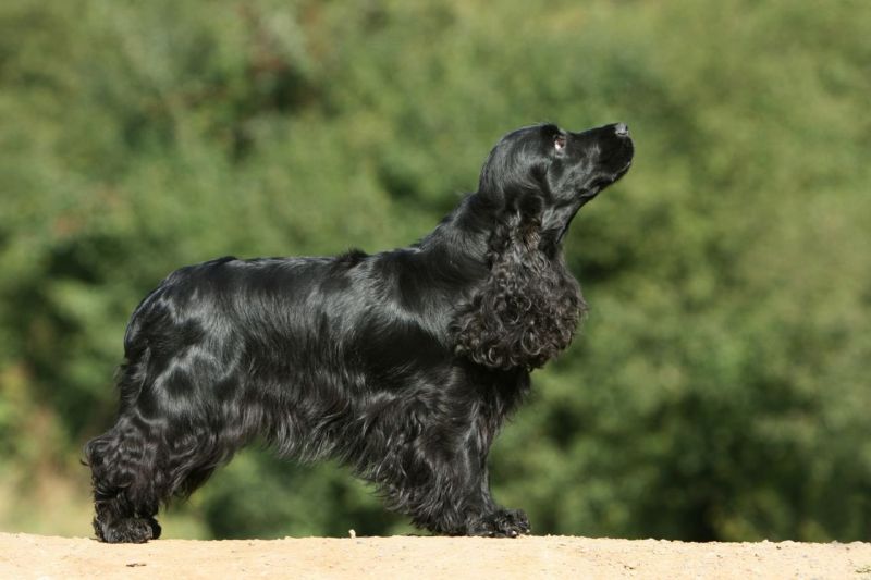 Cocker Spaniel