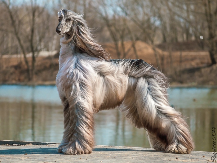 Afghan hound