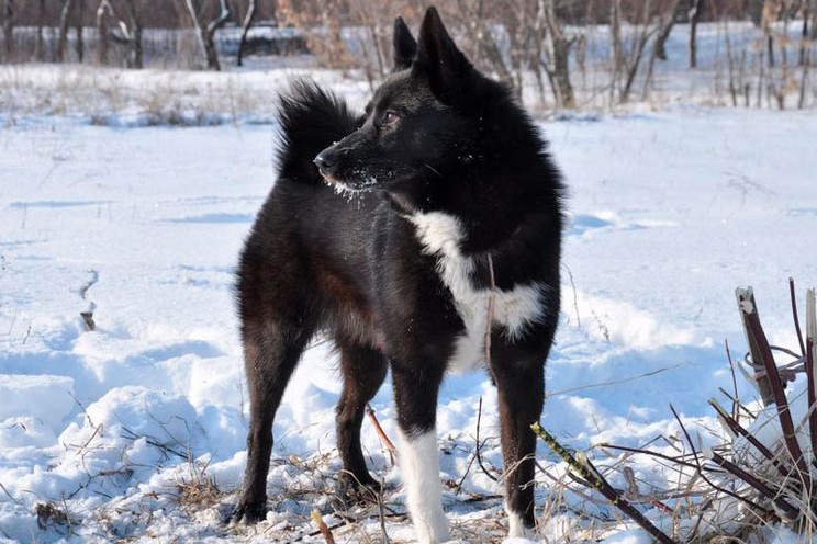 Russian-European Laika