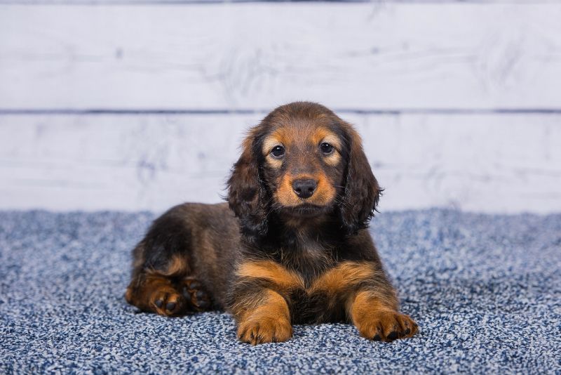 Dachshund