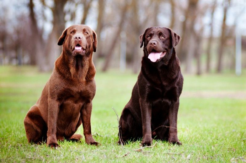 Labrador