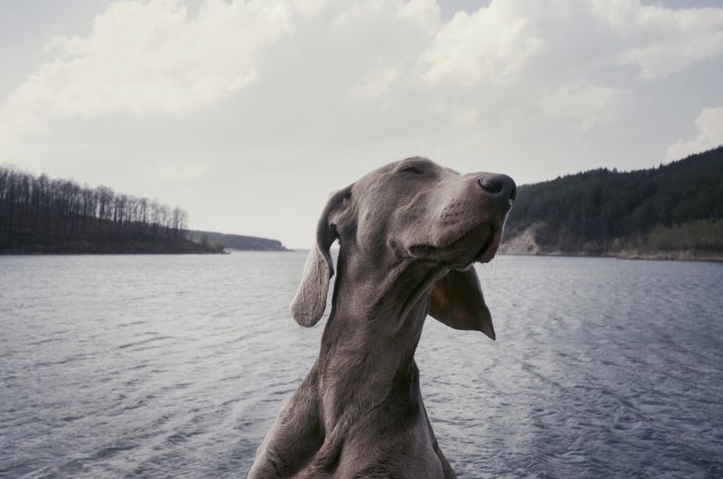 Weimaraner