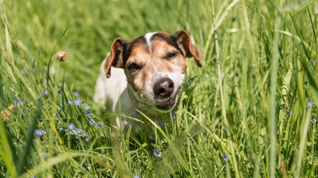 psy jedzą trawę