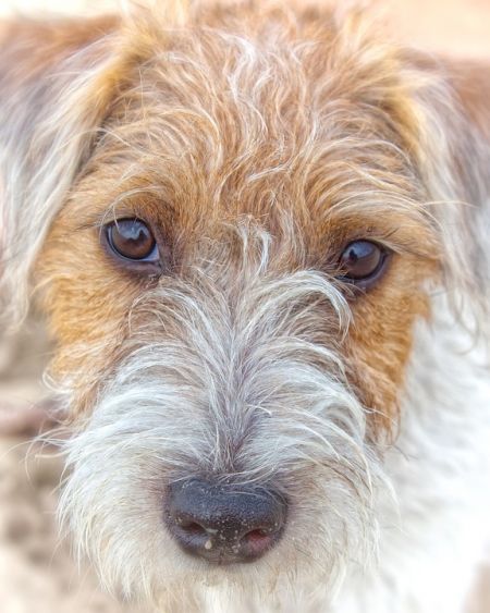 Parson Russell Terrier