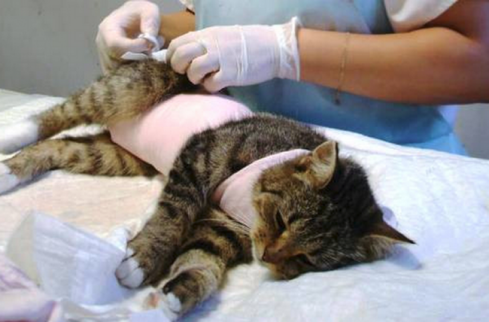 В каком возрасте стерилизуют кошечек. Коронавирусный энтерит у кошек.