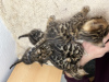 Zdjęcie №2 do zapowiedźy № 40735 na sprzedaż  kot bengalski - wkupić się Turcja prywatne ogłoszenie, od żłobka, hodowca