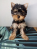 Zdjęcie №1. yorkshire terrier - na sprzedaż w Wrocław | negocjowane | Zapowiedź №77748