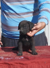 Zdjęcie №2 do zapowiedźy № 120717 na sprzedaż  cane corso - wkupić się Serbia 