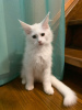 Zdjęcie №3. Sprzedam biały kot. Federacja Rosyjska