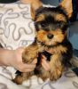 Zdjęcie №1. yorkshire terrier - na sprzedaż w Zrenjanin | negocjowane | Zapowiedź №34224