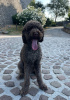 Dodatkowe zdjęcia: Szczenięta Lagotto Romagnolo