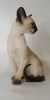 Zdjęcie №4. Sprzedam kot orientalny w Petersburg. od żłobka - cena - 3068zł