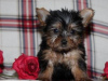 Zdjęcie №1. yorkshire terrier - na sprzedaż w State Line | Bezpłatny | Zapowiedź №110093