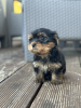 Zdjęcie №1. yorkshire terrier - na sprzedaż w Belgrad | negocjowane | Zapowiedź №120405