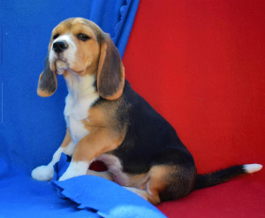 Dodatkowe zdjęcia: Szczenięta Beagle są oferowane do Twojej uwagi. Data urodzenia to 11 lutego.