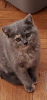 Zdjęcie №1. kot brytyjski krótkowłosy - na sprzedaż w Nowy Jork | 4966zł | Zapowiedź № 18255
