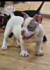 Zdjęcie №4. Sprzedam american bully w Belgrad.  - cena - negocjowane