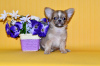 Zdjęcie №1. chihuahua (rasa psów) - na sprzedaż w Москва | 2917zł | Zapowiedź №7873