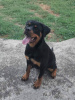 Zdjęcie №3. Szczeniak Rottweilera. Serbia