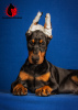 Zdjęcie №4. Sprzedam doberman w Krasnodar. od żłobka - cena - 5518zł