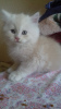 Dodatkowe zdjęcia: Sprzedam kocięta perskie