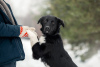 Zdjęcie №2 do zapowiedźy № 33352 na sprzedaż  pies nierasowy - wkupić się Federacja Rosyjska prywatne ogłoszenie