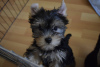 Zdjęcie №1. yorkshire terrier - na sprzedaż w Анталья | negocjowane | Zapowiedź №37622