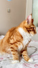 Dodatkowe zdjęcia: Wspaniały kociak Maine Coon
