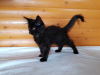 Dodatkowe zdjęcia: Black Maine Coon, przepiękny kociak o ciekawej osobowości