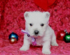 Zdjęcie №1. west highland white terrier - na sprzedaż w Praga | Bezpłatny | Zapowiedź №124130