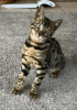 Zdjęcie №2 do zapowiedźy № 72825 na sprzedaż  kot bengalski - wkupić się Finlandia prywatne ogłoszenie, hodowca