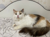 Dodatkowe zdjęcia: Trójkolorowa kotka Vanilla szuka domu i kochającej rodziny!
