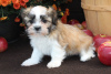 Zdjęcie №3. Shih Tzu Puppy Sale www.cuteshihtzupuppysale.com. USA