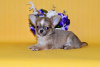 Zdjęcie №2 do zapowiedźy № 7873 na sprzedaż  chihuahua (rasa psów) - wkupić się Federacja Rosyjska od żłobka, hodowca