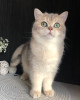 Zdjęcie №2 do zapowiedźy № 95422 na sprzedaż  kot brytyjski krótkowłosy - wkupić się Ukraina od żłobka