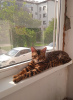 Zdjęcie №3. Kot bengalski. Azerbejdżan