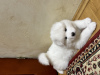 Zdjęcie №1. samojed (rasa psa) - na sprzedaż w Pabianice | 4813zł | Zapowiedź №88514