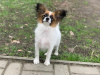 Dodatkowe zdjęcia: CONTINENTAL TOY SPANIEL/PAPILLON 