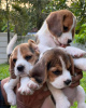 Zdjęcie №1. beagle (rasa psa) - na sprzedaż w Porto | 2721zł | Zapowiedź №50268