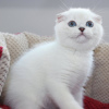 Zdjęcie №1. scottish fold - na sprzedaż w Bruksela | 1046zł | Zapowiedź № 116704