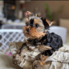 Zdjęcie №3. Niesamowite szczenięta Yorkshire Terrier są już dostępne w kochających domach. USA