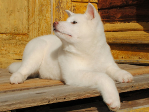Zdjęcie №4. Sprzedam akita (rasa psa) w Ryazan. prywatne ogłoszenie - cena - negocjowane