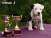 Dodatkowe zdjęcia: Szczenięta American Staffordshire Terrier