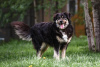 Zdjęcie №2 do zapowiedźy № 92772 na sprzedaż  pies nierasowy - wkupić się Federacja Rosyjska prywatne ogłoszenie